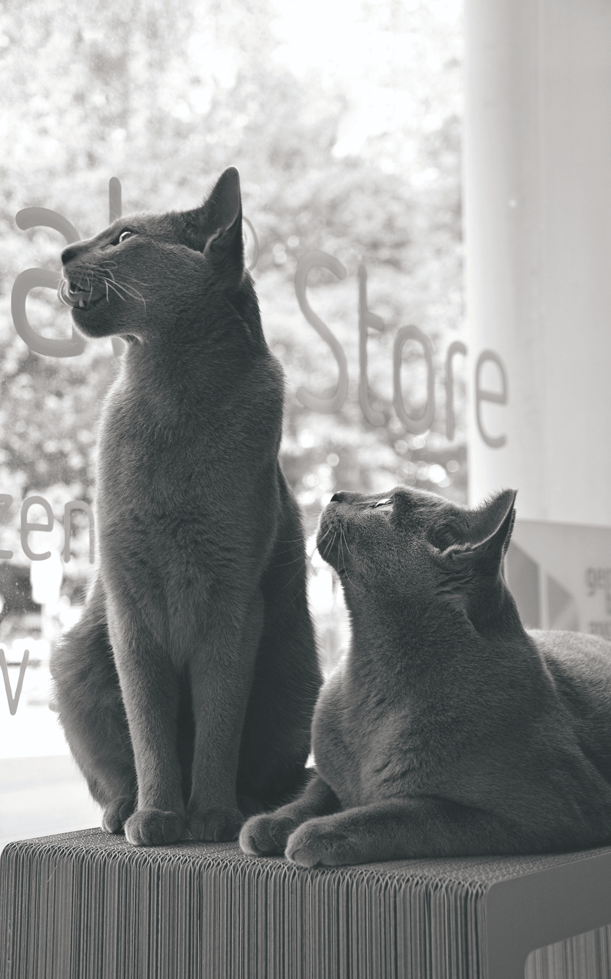 Porträt Stylecats > Galerie Impressionen >  | GIMBORN