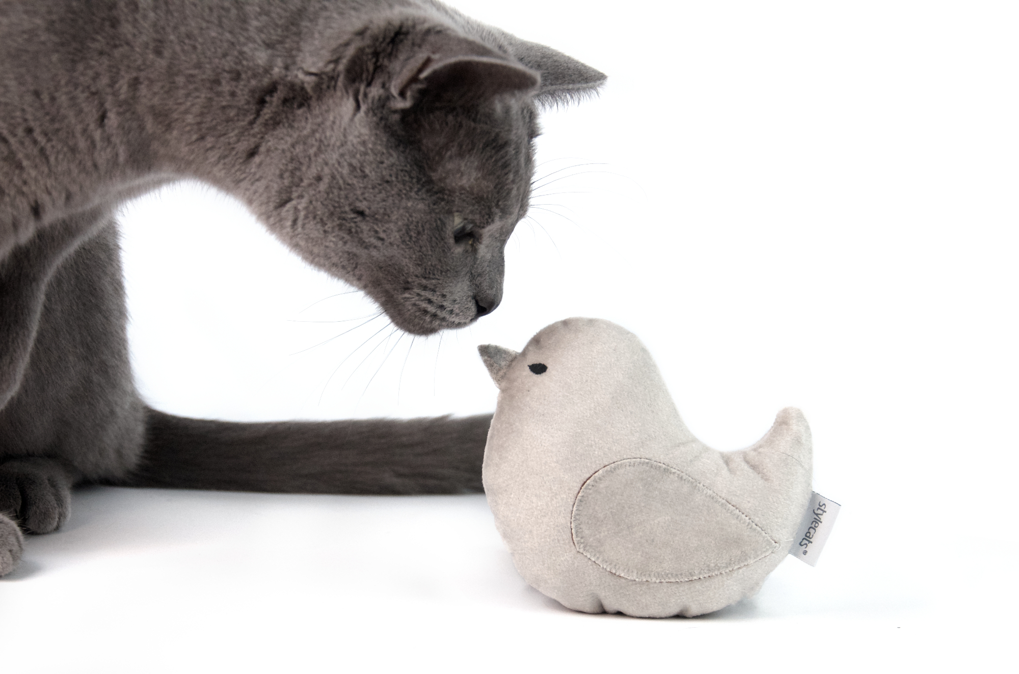 Porträt Stylecats > Galerie Impressionen >  | GIMBORN