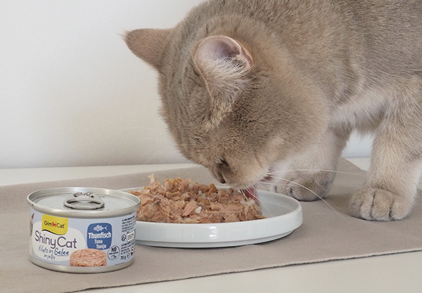 Gim Cat > Shiny Cat | GIMBORN