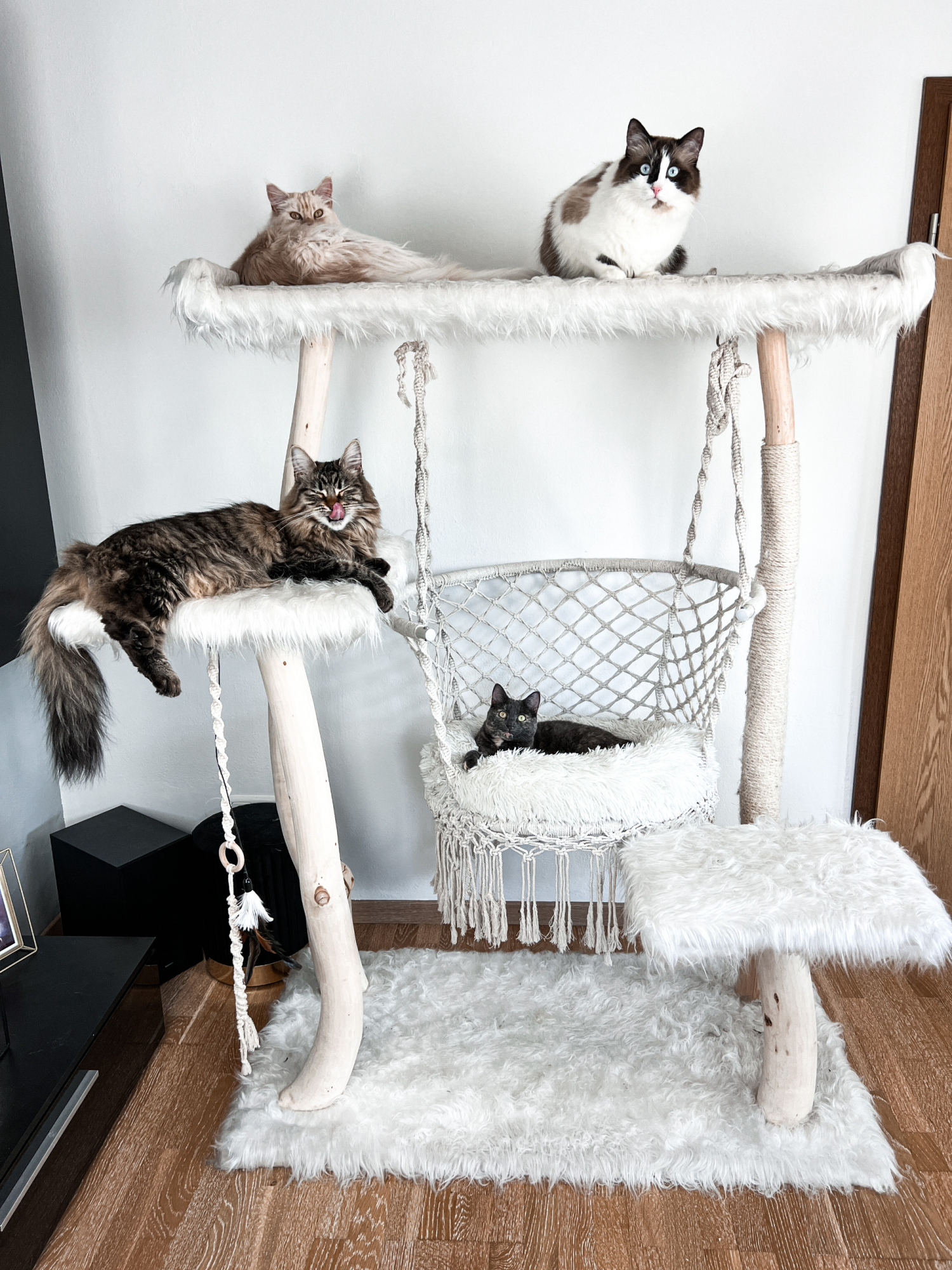 Porträt Herzenskatzen > Galerie >  | GIMBORN