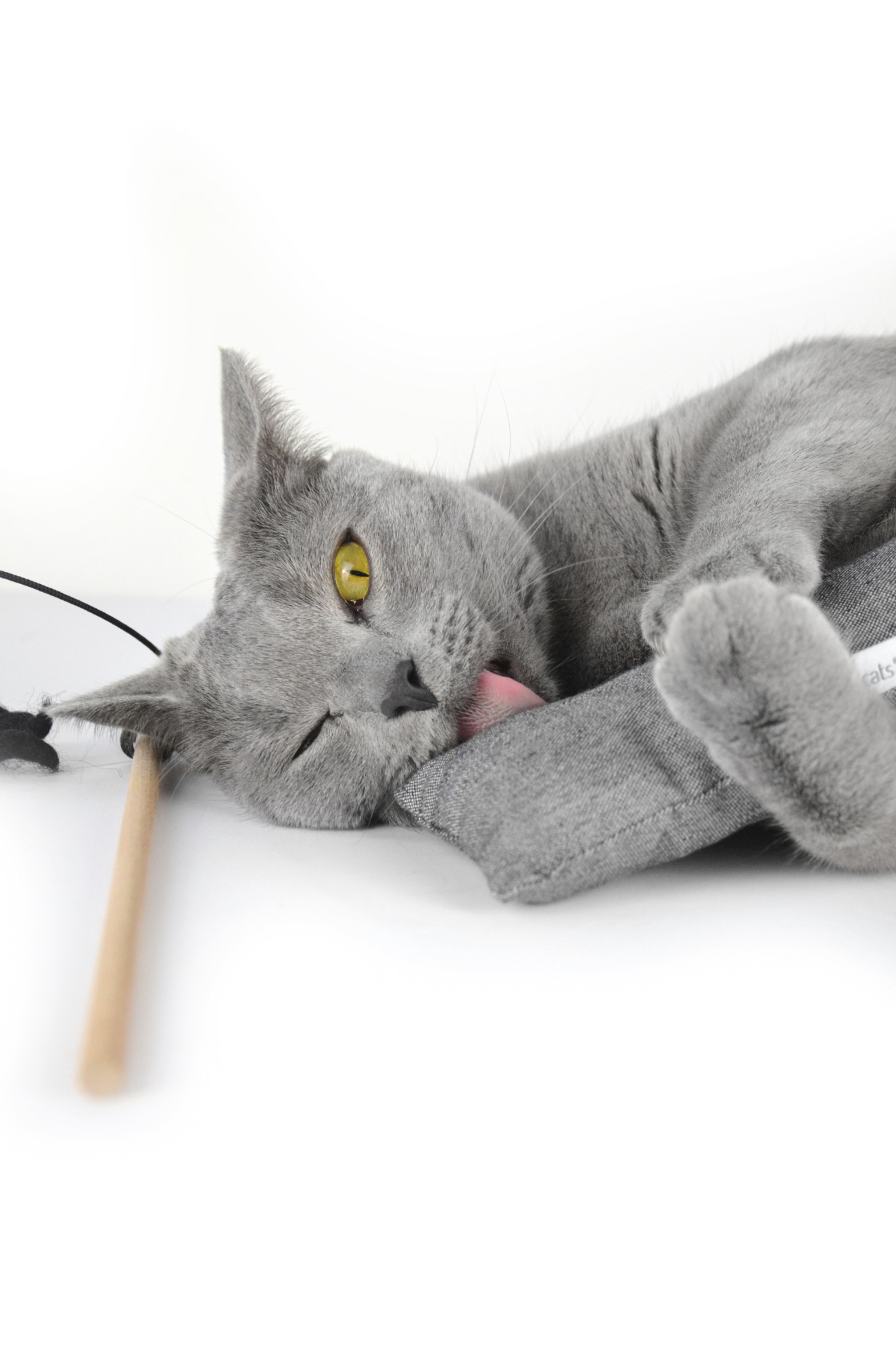 Porträt Stylecats > Galerie Impressionen >  | GIMBORN