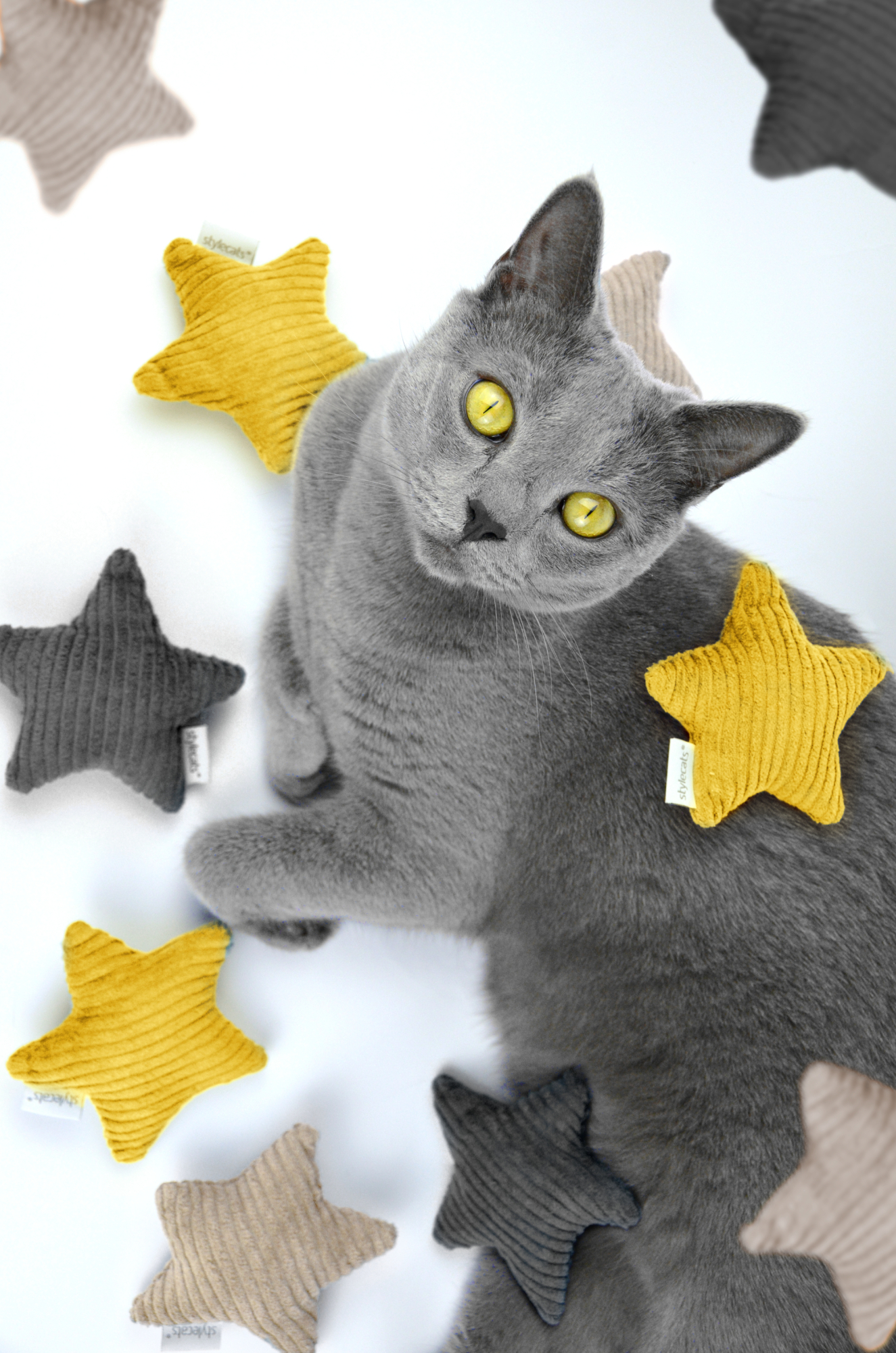 Porträt Stylecats > Galerie Impressionen >  | GIMBORN