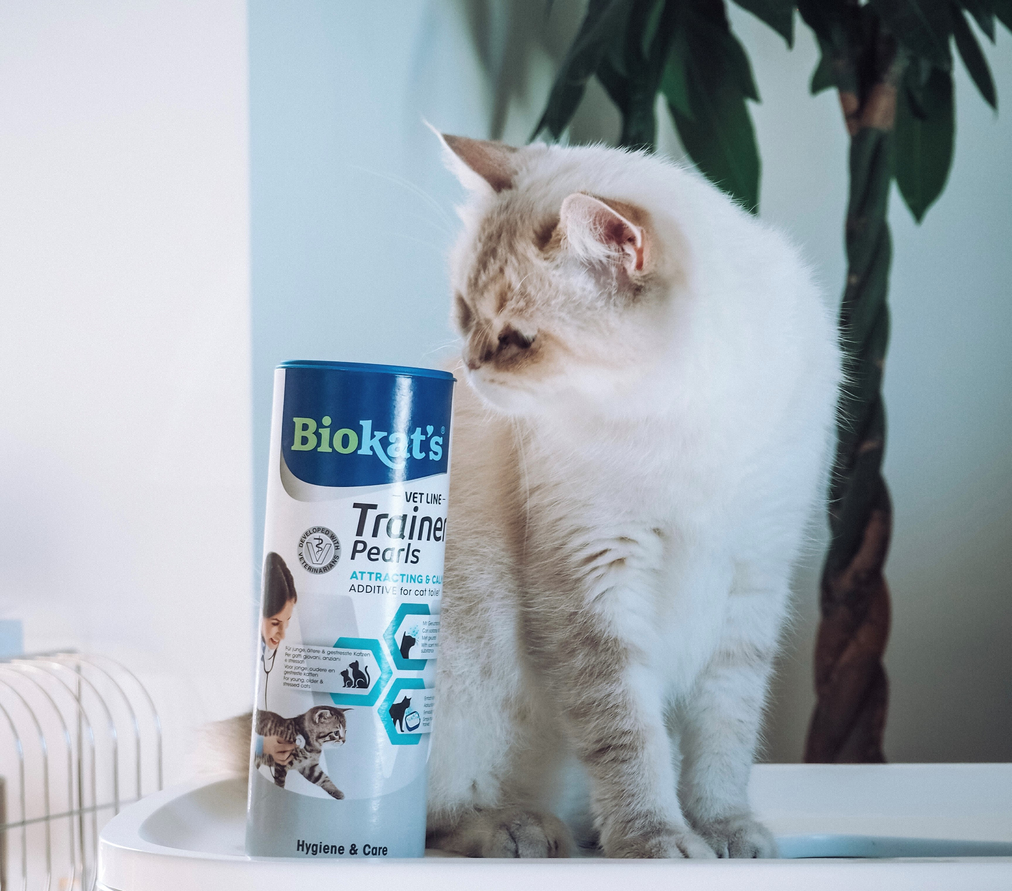 Einfach stubenrein! > Galerie Trainer Pearls >  | GIMBORN