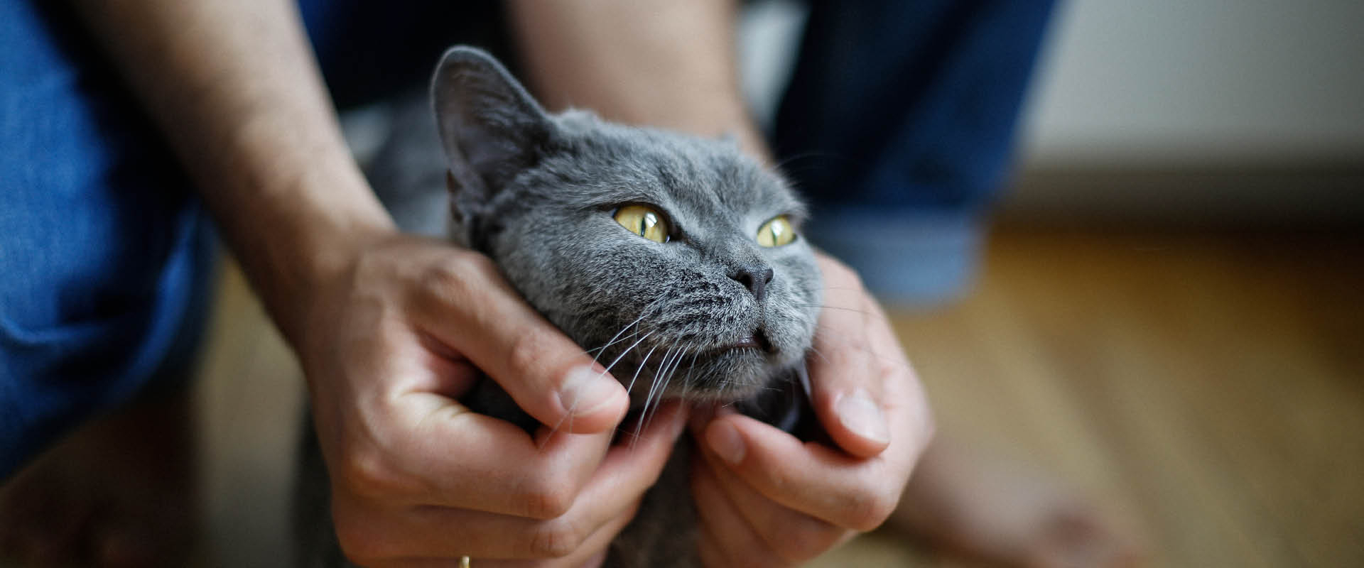 Tipp: So streichelst Du Deine Katzen richtig | GIMBORN