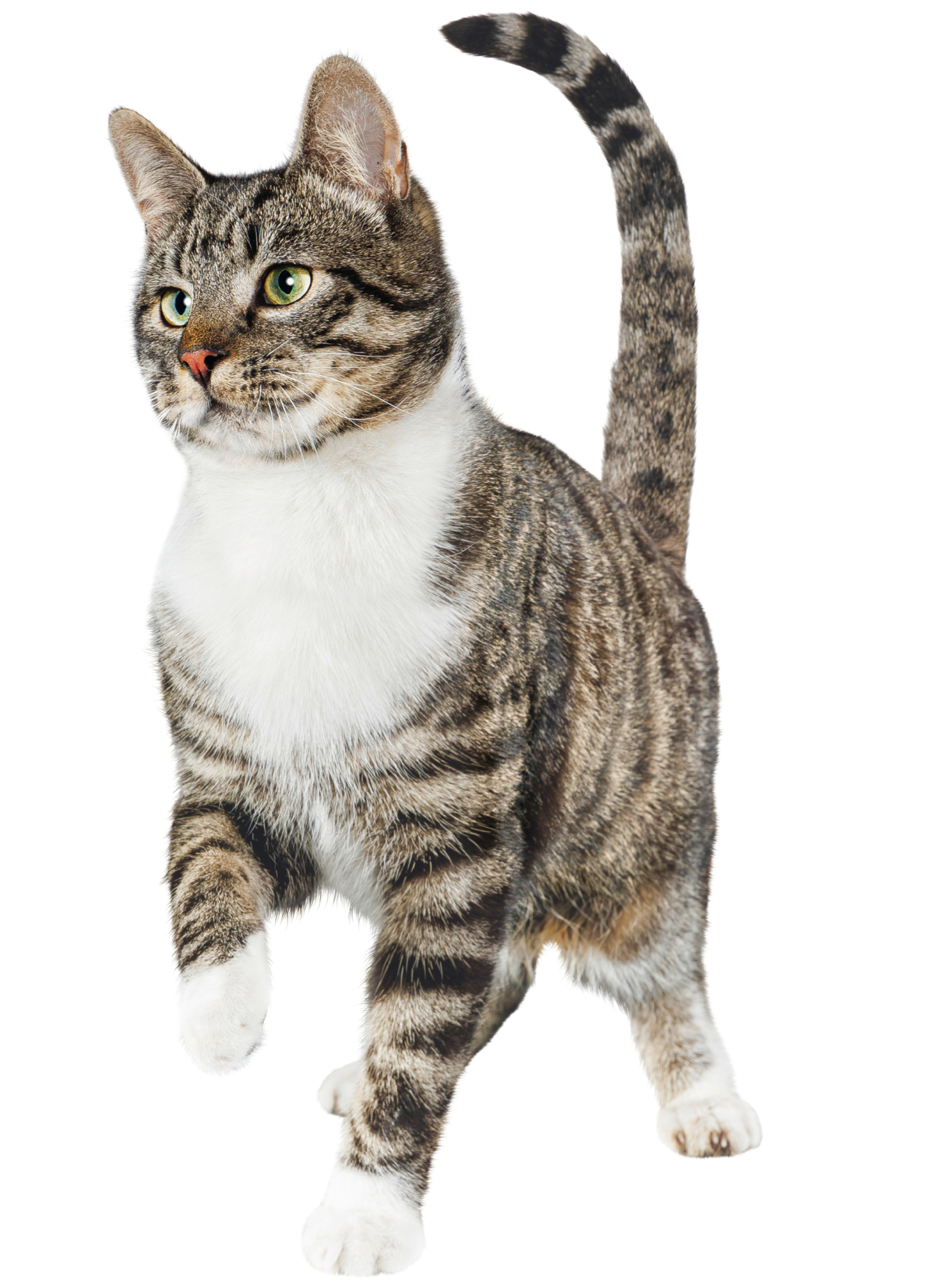 Unsere neue Pflanzenfaser-Katzenstreu ist da – Biokat's Organic Care Plant fibres: WE CARE. > Biokats Organic Vorteile USPS > Organic Care Plant fibres ist biologisch abbaubar. | GIMBORN