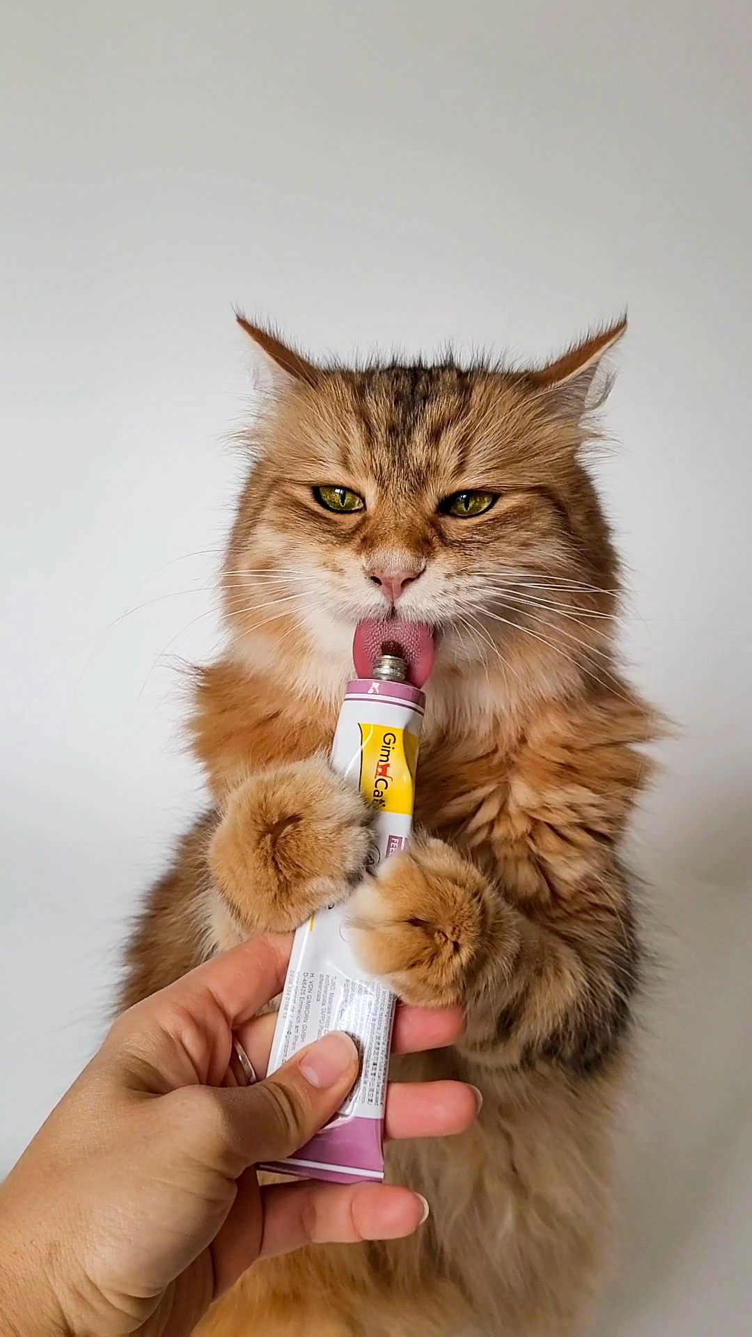 GimCat Kundenbewertungen > FELLBRISE >  | GIMBORN